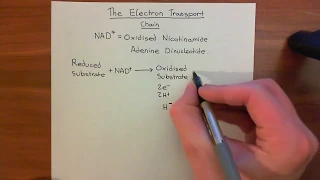 The Electron Transport Chain Part 1