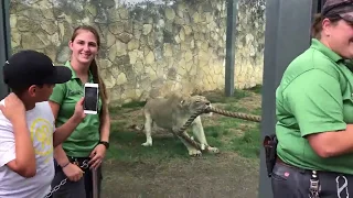 Three Pro Wrestlers Play Tug Of War With A 2.5 Year-Old Lion Cub!