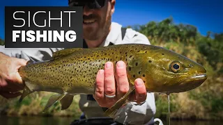 SIGHT Fishing for BIG trout on the Ngongotha Stream in New Zealand
