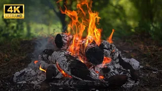 Relaxing Campfire in the Forest Natural Ambience & Crackling Sounds 4K UHD