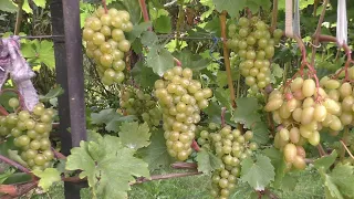 Состояние технических и универсальных сортов винограда на конец августа 2021
