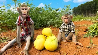 Monkey Bim Bim's family went together to pick honeydew melon