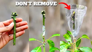 Unique technique for Mango Grafting | how to graft mango tree / 💯% successful