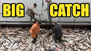 Catching and Processing Fish Right on Ship, Big Catch | Ловля и обработка рыбы прямо на корабле