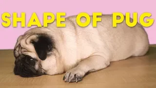 Pug Sheeran - Shape of Pug (Shape of You spoof)