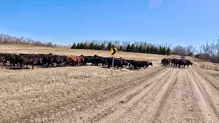 Way Too Much MUD! Cows Had To Get OUT!