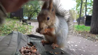 Покормил Длинноухого / Fed the Long - Eared