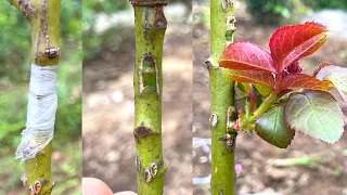 Tips for grafting multicolored roses on the same tree | How to graft rose eyes