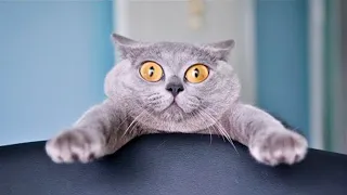FUNNY CATS 2023 AND OTHER ANIMALS/10 MINUTES OF LAUGHTER/FUNNY ANIMALS 2023/THE BEST JOKES WITH CATS