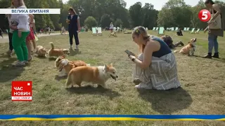 🦮 Парад коргі на честь королеви Єлизавети ІІ у Лондоні