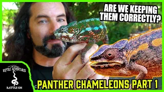 PANTHER CHAMELEONS IN THE WILD! - Part 1 - The search for Furcifer pardalis