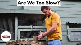 Pigeon Racing is Hard!