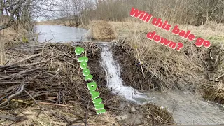 DRAINING 6 FOOT OF HEIGHT BEAVER DAM!