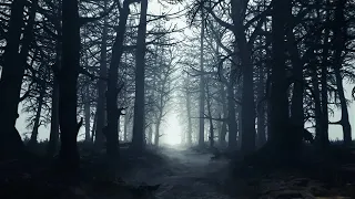 Endless creepy forest with wind rustling and wolves howling