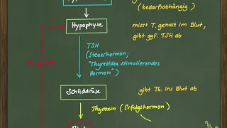 GtzVidB9 13 Thyroxin