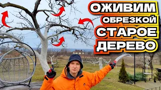 Как обрезать СТАРЫЙ АБРИКОС: вернуть урожай и правильную крону!