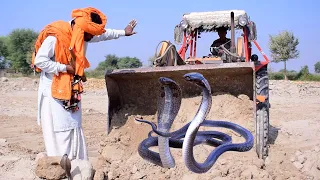 snake video safdar jogi caught two dangerous snake black cobra at village | naag jogi new video