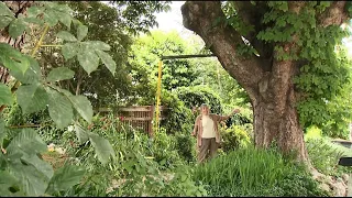 Is one of Seattle's 'Last 6000' exceptional trees in your yard? - KING 5 Evening