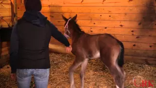 Haltering a Foal for the First Time