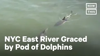 Dolphins Spotted in NYC East River