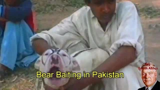 BEAR VS DOGS FULL FIGHT - SANJIV KUMAR