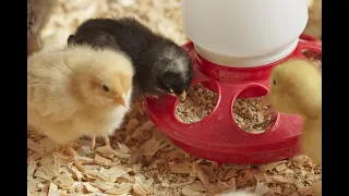 CHICK FEED SAVING! MASTER THE ART #farming #feed #viral