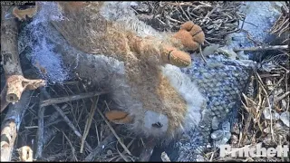 SWFL Eagles ~ THIS IS NUTS!! 😂 Harriet Brings In STUFFED SQUIRREL TOY ANIMAL To Nest!!  4.7.20