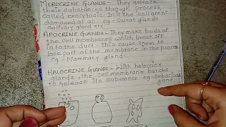 Functions of exocrine gland.Apocrine gland.Merocrine gland.Holocrine gland.#biology #neet #cbsc