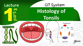 Histology of Tonsils