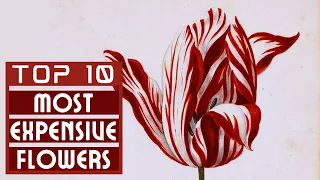 Top 10 Most Expensive Flowers in The Earth