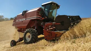 Trebbiatura orzo e grano 2021 con Fiatagri-Laverda 3550AL (extreme leveling) #harvest