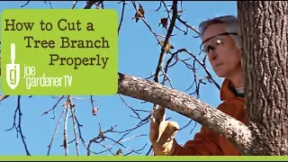 How to Cut a Tree Branch Properly