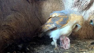 Watch this Barn Owl Chick Hatch | Gylfie & Barney | Robert E Fuller