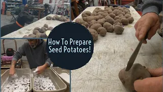 How To Prepare Seed Potatoes Before Planting!