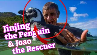 Penguin Lumalangoy ng 8,000 kilometro Bawat Taon Upang Makita Ang Lalaki Ito - Bakit kaya?