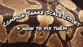 3 Common Scale Problems for Snakes