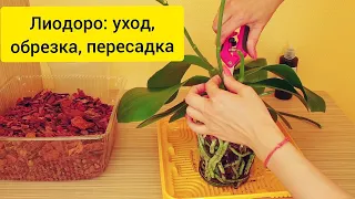 Орхидея Лиодоро: уход, обрезка цветоносов, пересадка