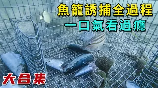 【合集】一口氣看完魚籠誘捕全過程，一個籠子一個餌，海鮮爭得頭破血流鉆陷阱！