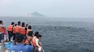 宜蘭賞鯨 龜山島賞鯨 凱鯨號 藍鯨號船隊