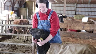 Sheep Handling