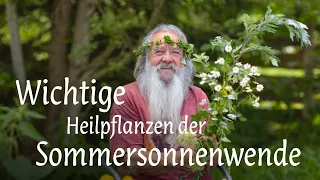 Wichtige Heilpflanzen der Sommersonnenwende