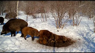 Странные кабаны. Что они делают днём?