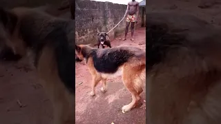 Boerboel Vs German Shepherd. Dog Fight Chaos.