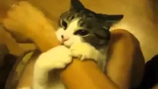 Cat Hiccups and Farts at the Same Time funny cat vidios