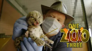 Aaron Gives Shen the Snow Leopard Cub His First Health Check! | One Zoo Three