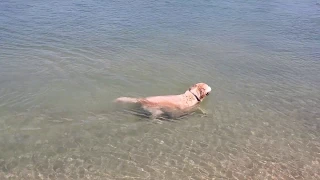 Happy English Cream Golden Retriever Swimming at Santa Ana River Mouth - Newport Dog Beach, CA