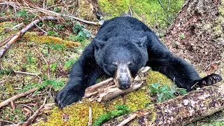 British Columbia Spot & Stalk Spring Black Bear 2021 ~ Hunting BC