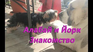 Йорк и Алабай первое знакомство!