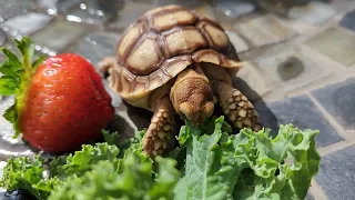 Sulcata Tortoise ASMR