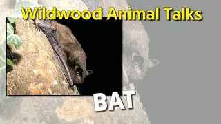 Wildwood Bat Talk